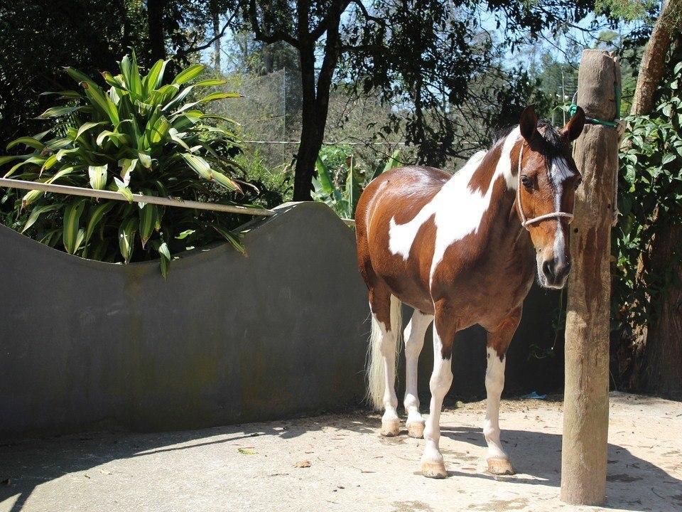 Hotel Fazenda Apm Caieiras Bagian luar foto
